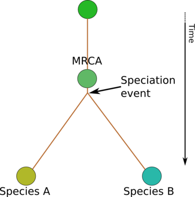 Evolution as a tree of species