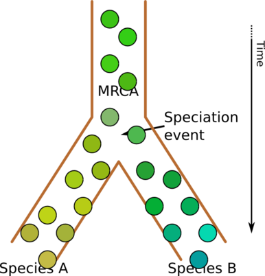 Evolution as a tree of populations