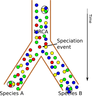 Evolution as a tree of gene populations