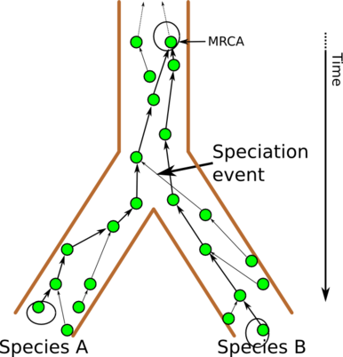 Lineage and MRCA for the green gene